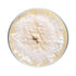 Lion's Mane Mushroom Plate Culture